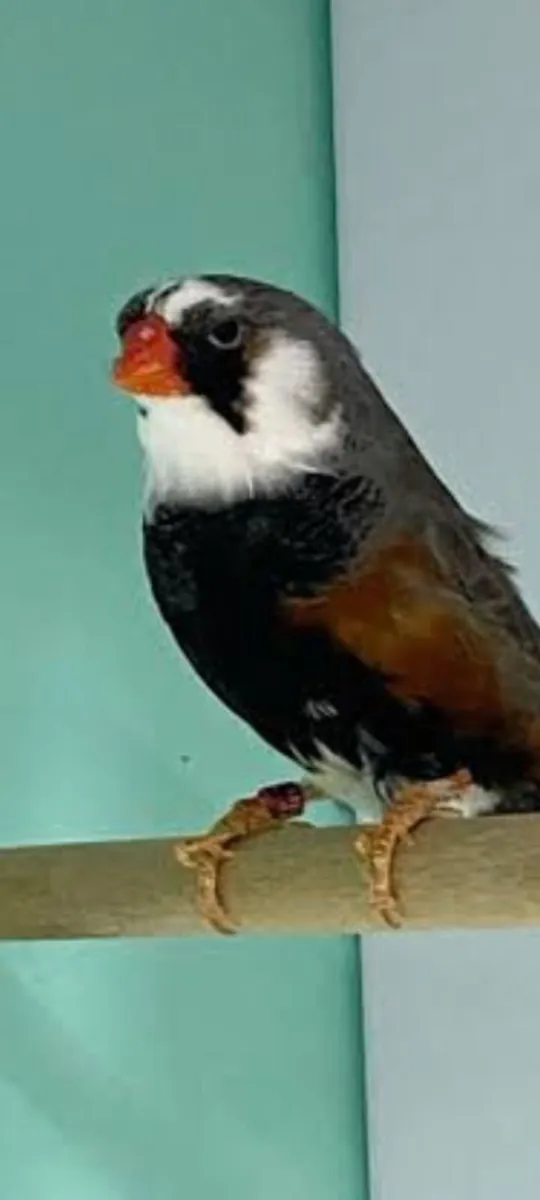 Birds - Image 1