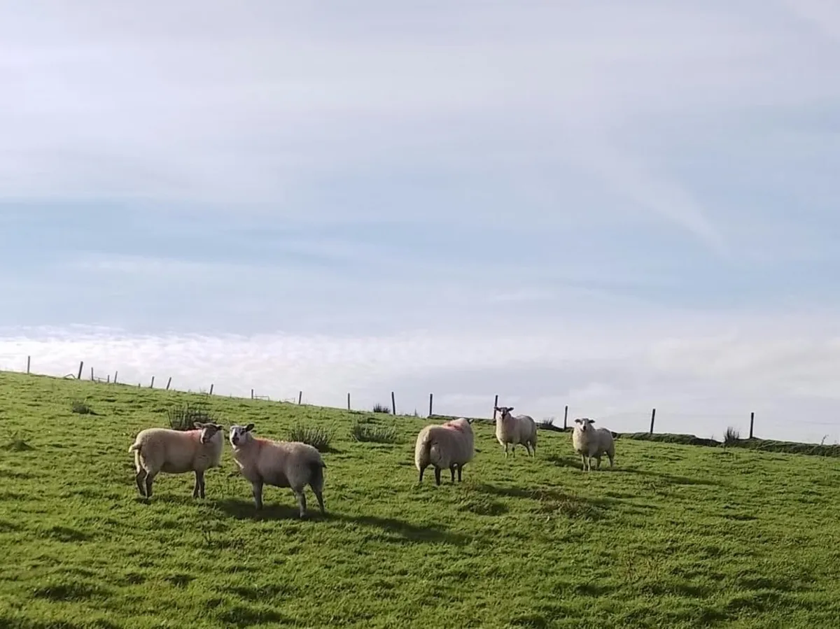 ** Hilltex Ewe Lambs & Broken Mouth Ewes ** - Image 1
