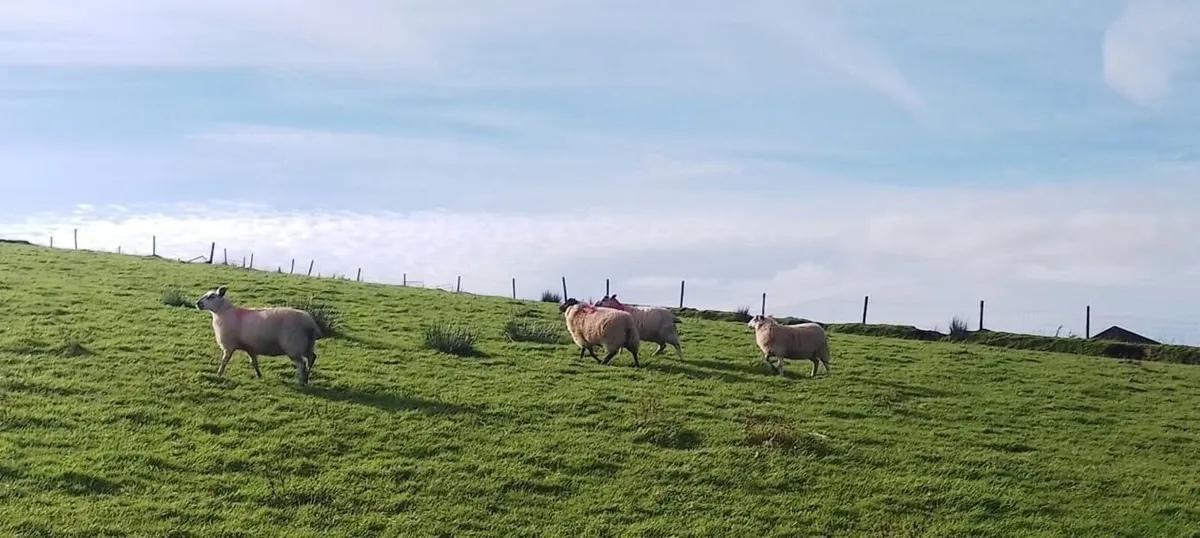 ** Hilltex Ewe Lambs & Broken Mouth Ewes ** - Image 2