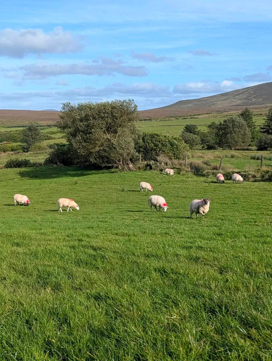 ** Hilltex Ewe Lambs & Broken Mouth Ewes ** - Image 3