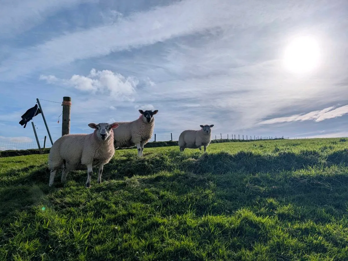** Hilltex Ewe Lambs & Broken Mouth Ewes ** - Image 4