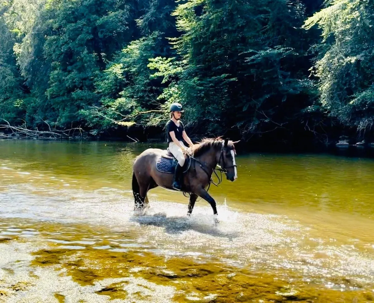 pony - Image 1