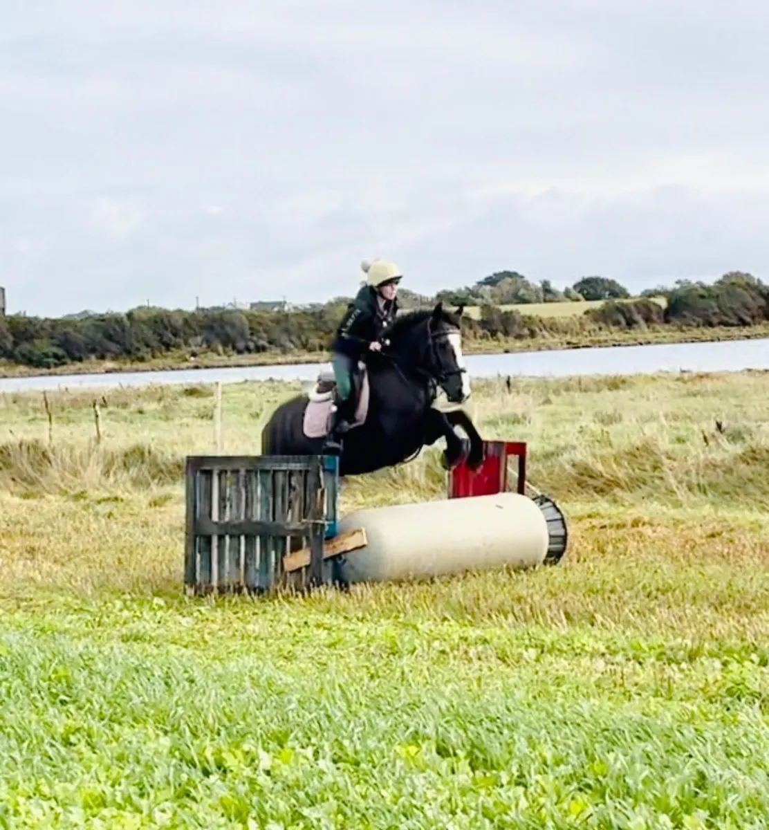 pony - Image 4