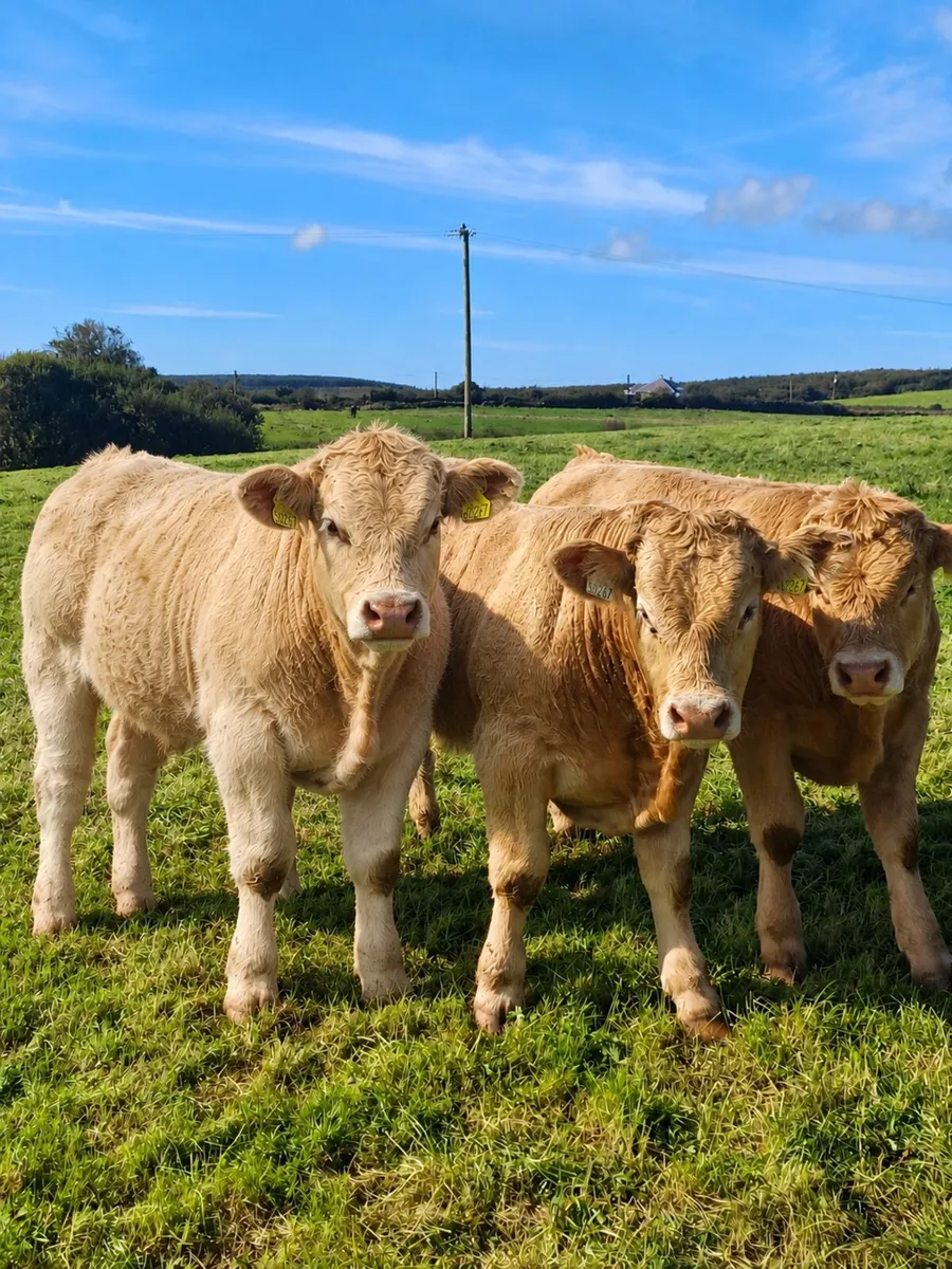 AI bred Charolais bull weanlings Ennis mart 6 Oct - Image 1
