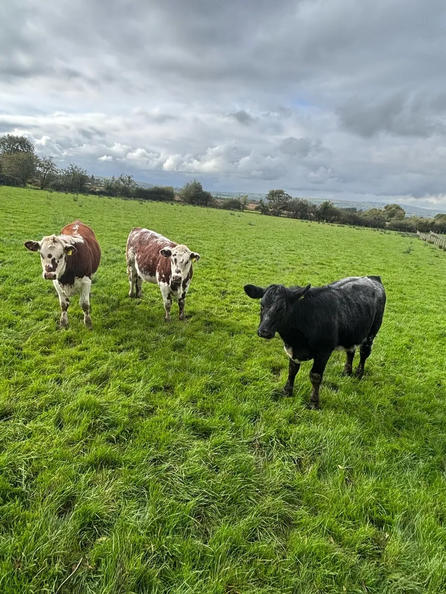 Cows - Image 1