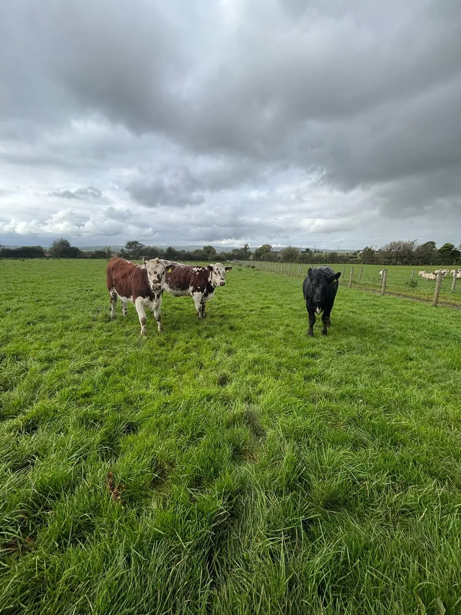 Cows - Image 2