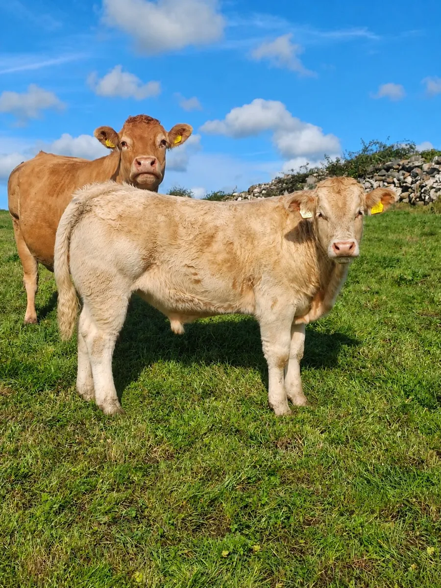 AI bred Charolais bull weanlings Ennis mart 6 Oct - Image 2