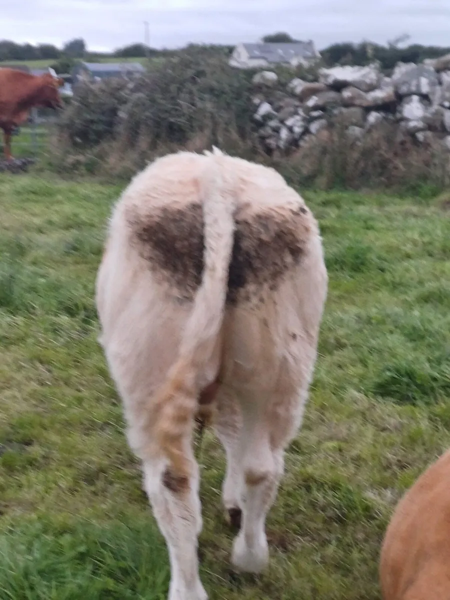 AI bred Charolais bull weanlings Ennis mart 6 Oct - Image 4