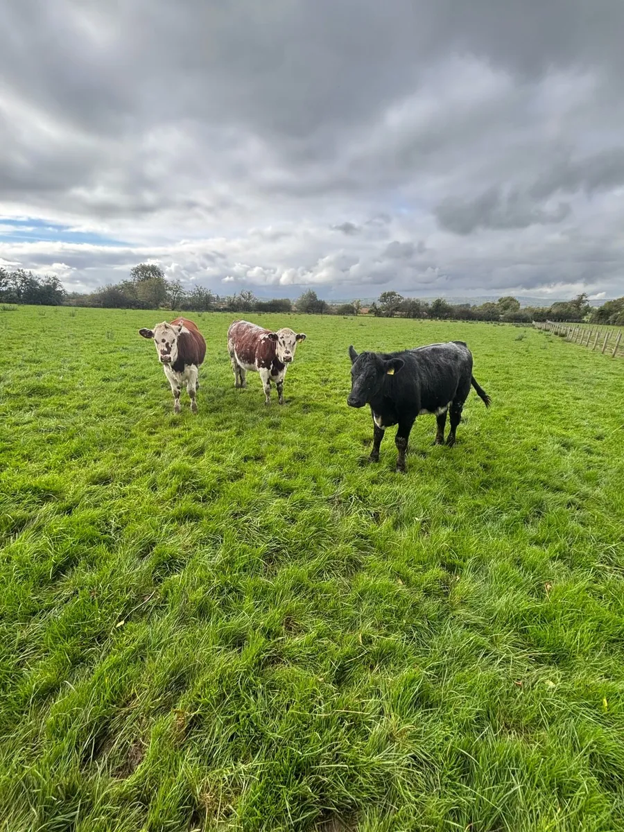 Cows - Image 4