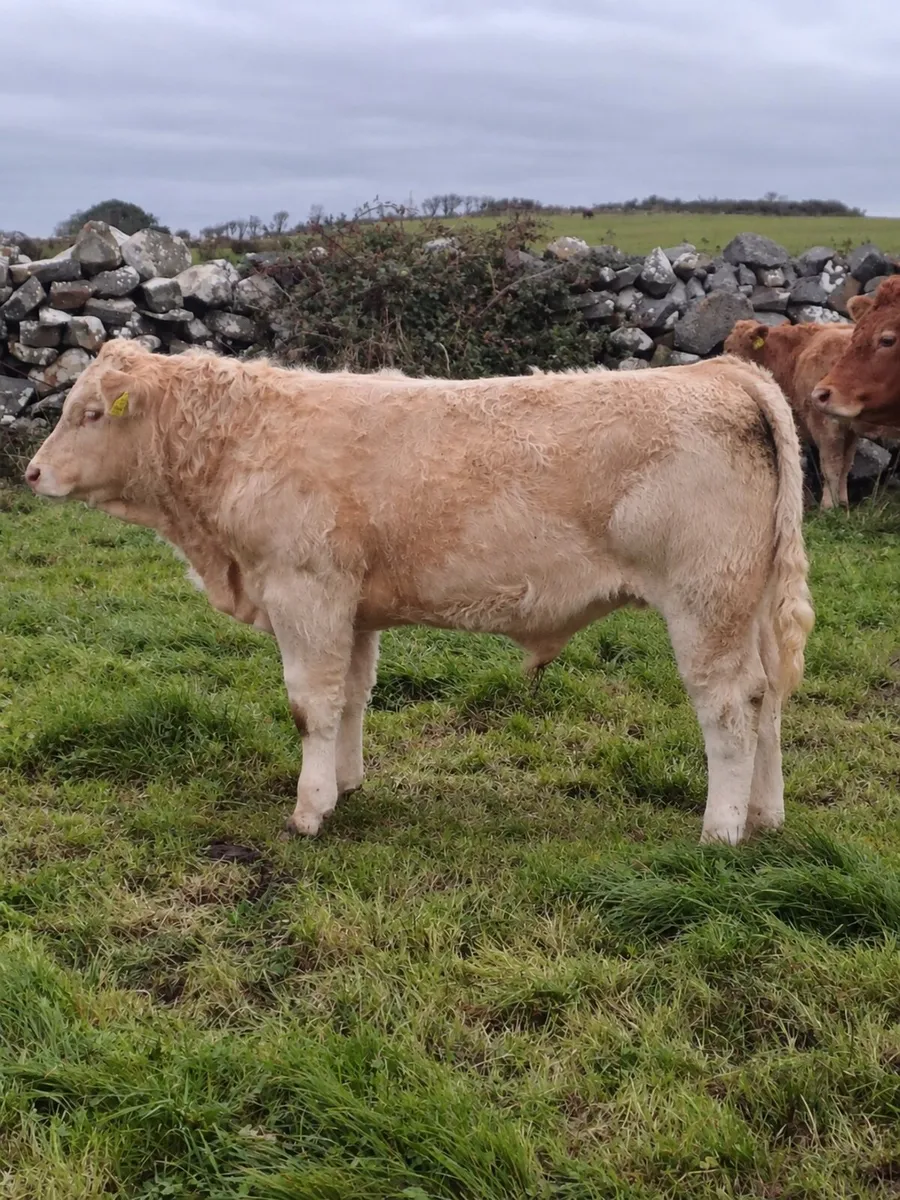 AI bred Charolais bull weanlings Ennis mart 6 Oct - Image 3