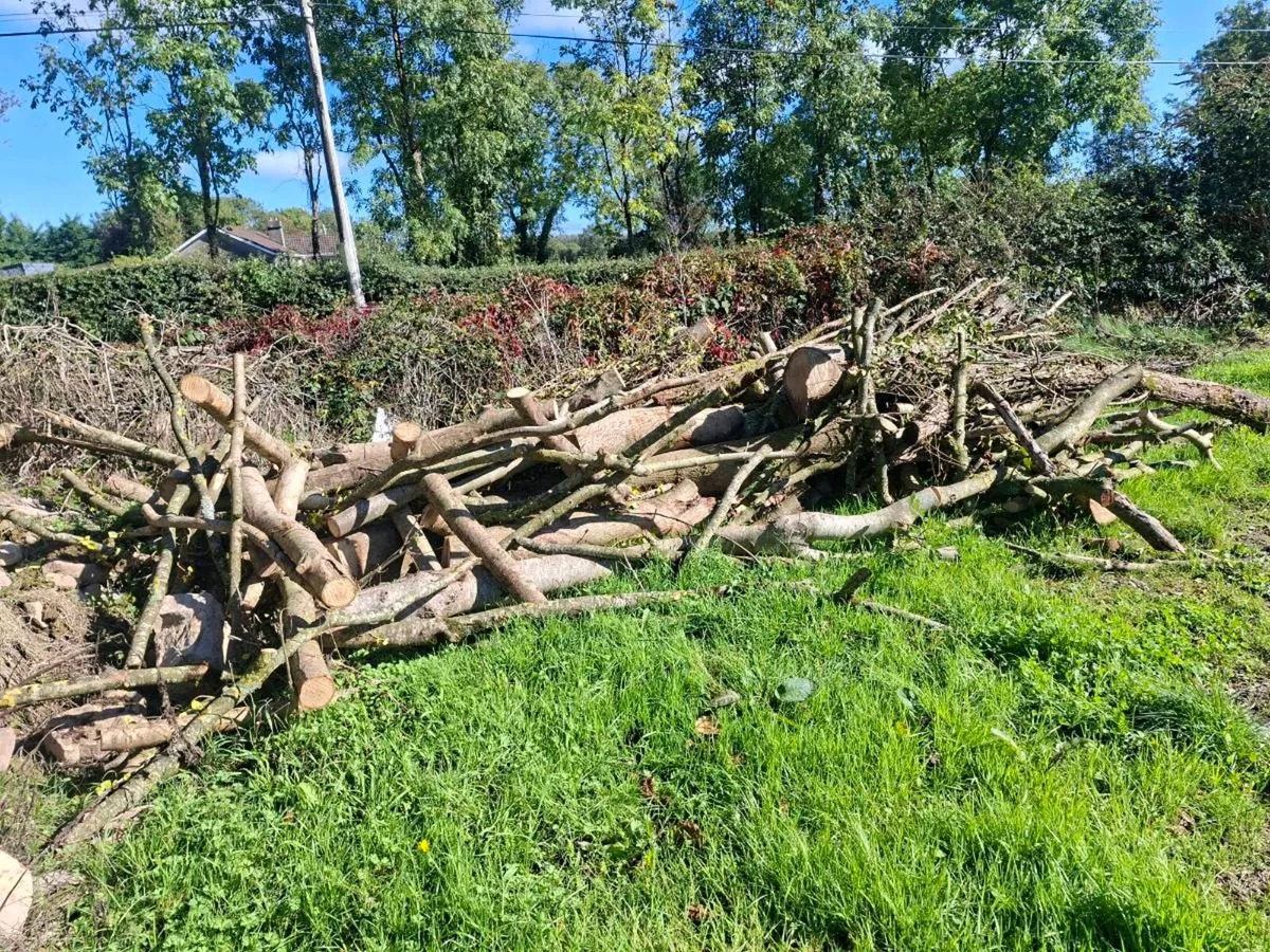 Firewood ash spruce - Image 4
