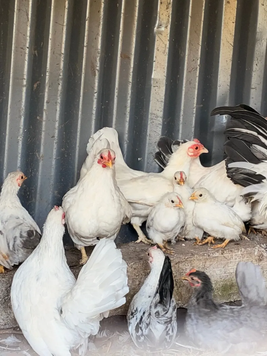 Japanese bantams - Image 3