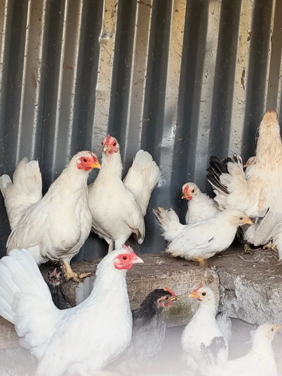 Japanese bantams - Image 1