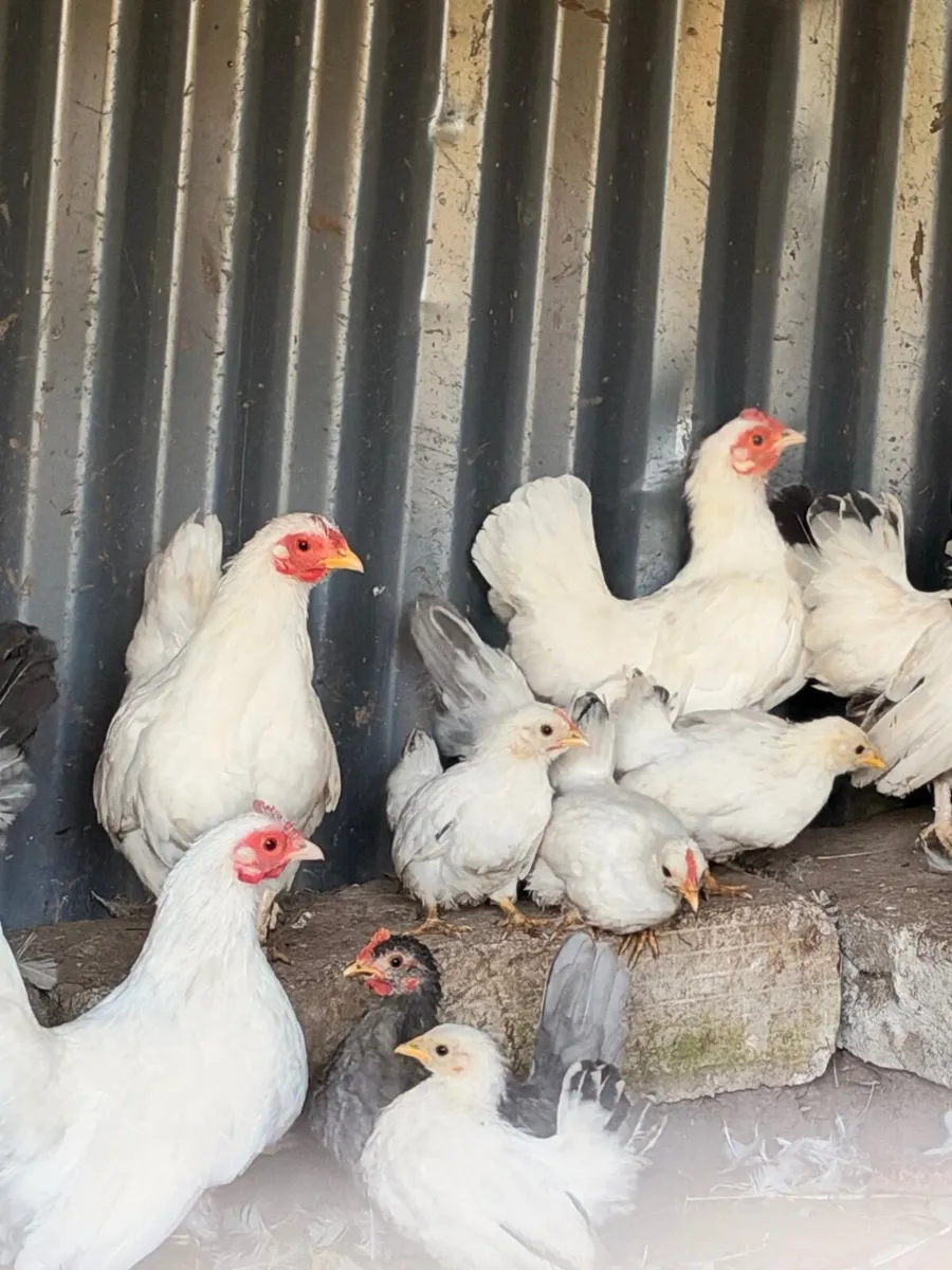 Japanese bantams - Image 2