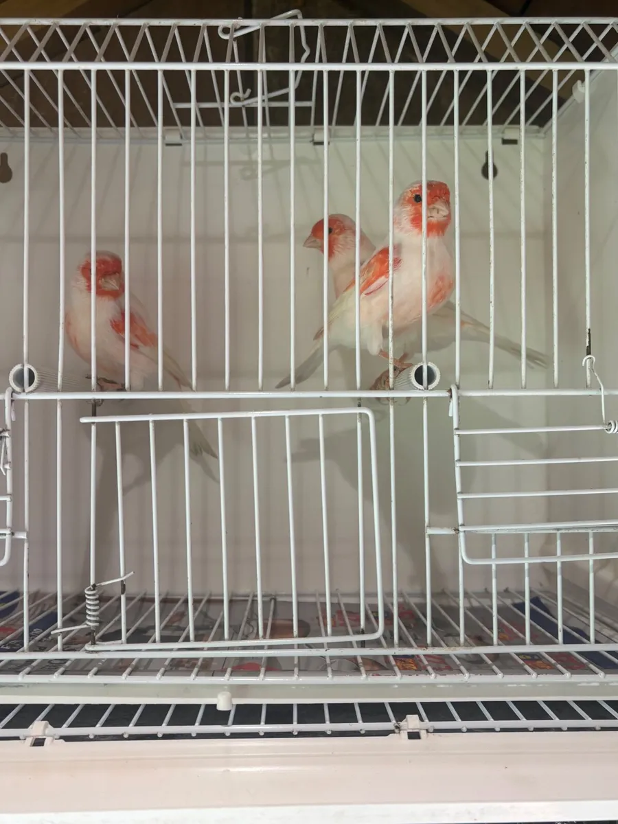 Red Mosiac cocks - Image 2
