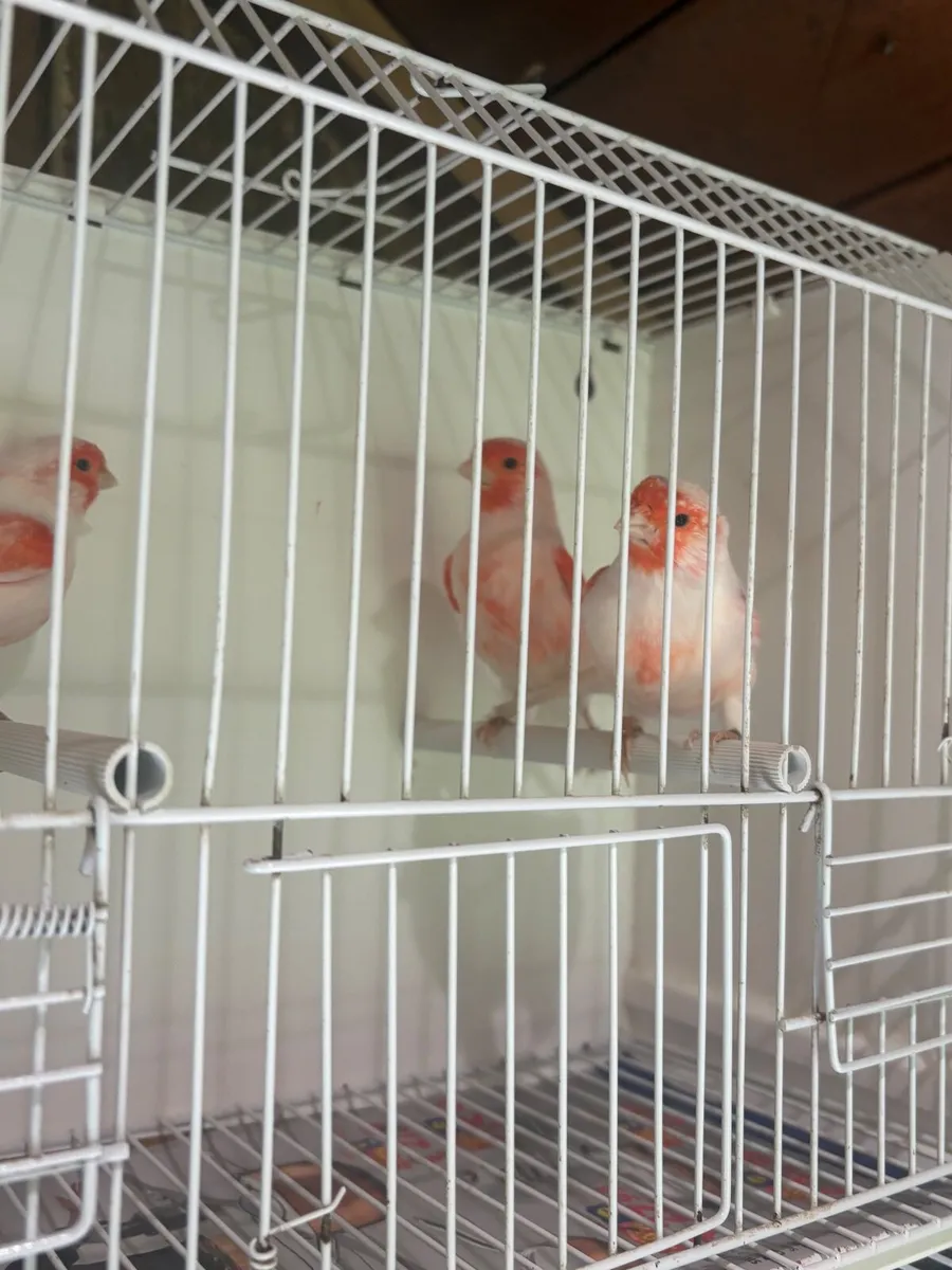 Red Mosiac cocks - Image 1