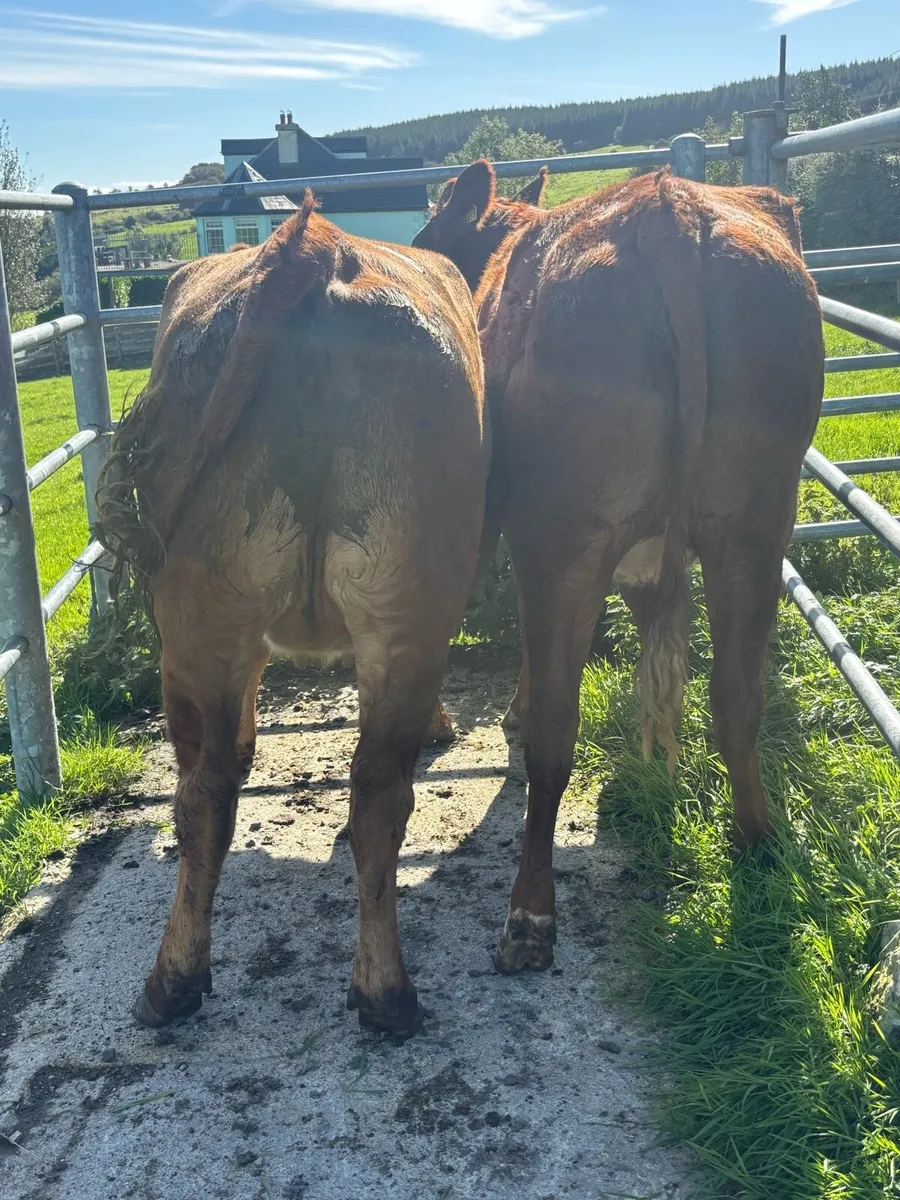 Incalf limmosine heifers - Image 4
