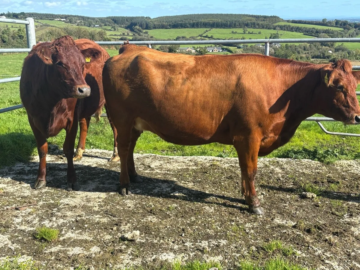 Incalf limmosine heifers - Image 1