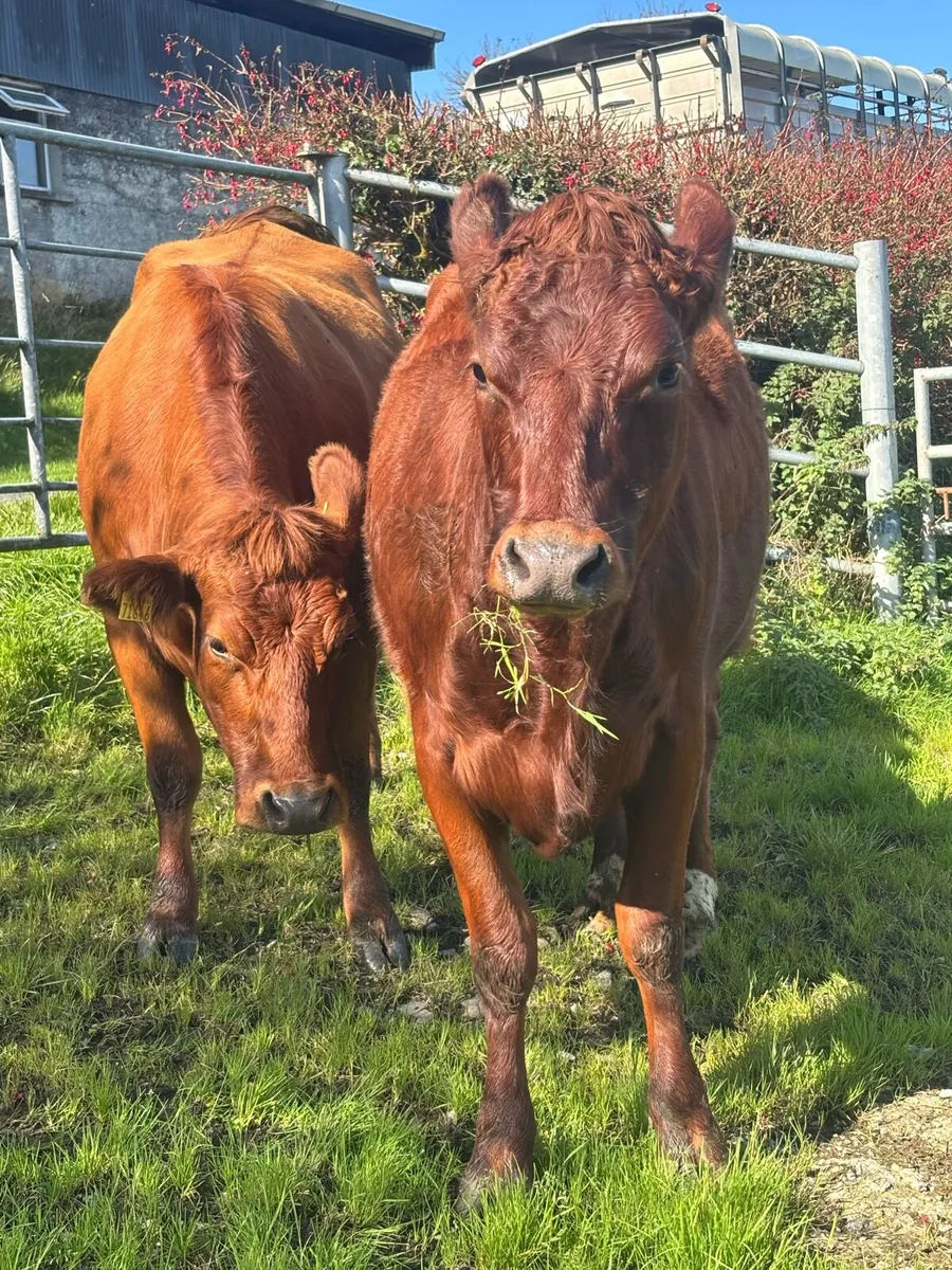 Incalf limmosine heifers - Image 2