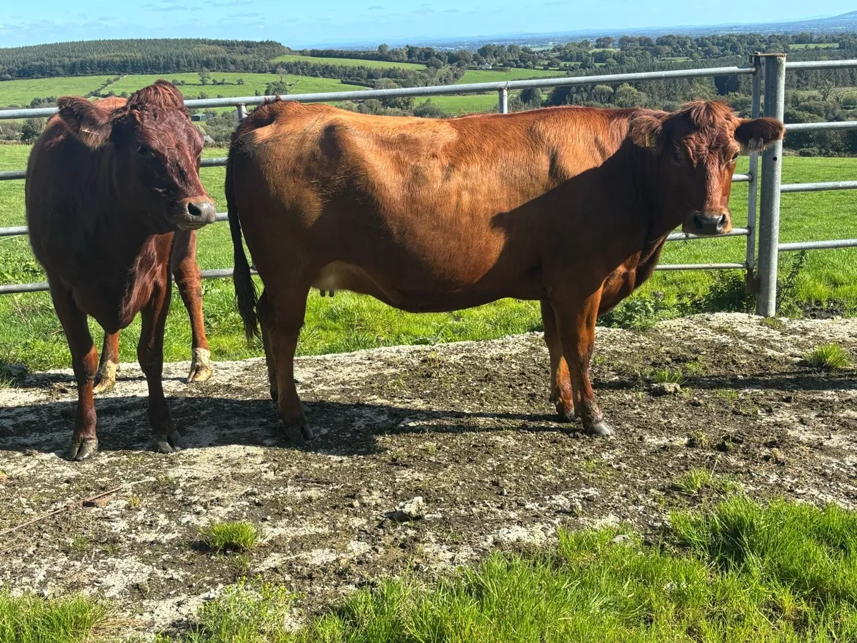 Incalf limmosine heifers - Image 3