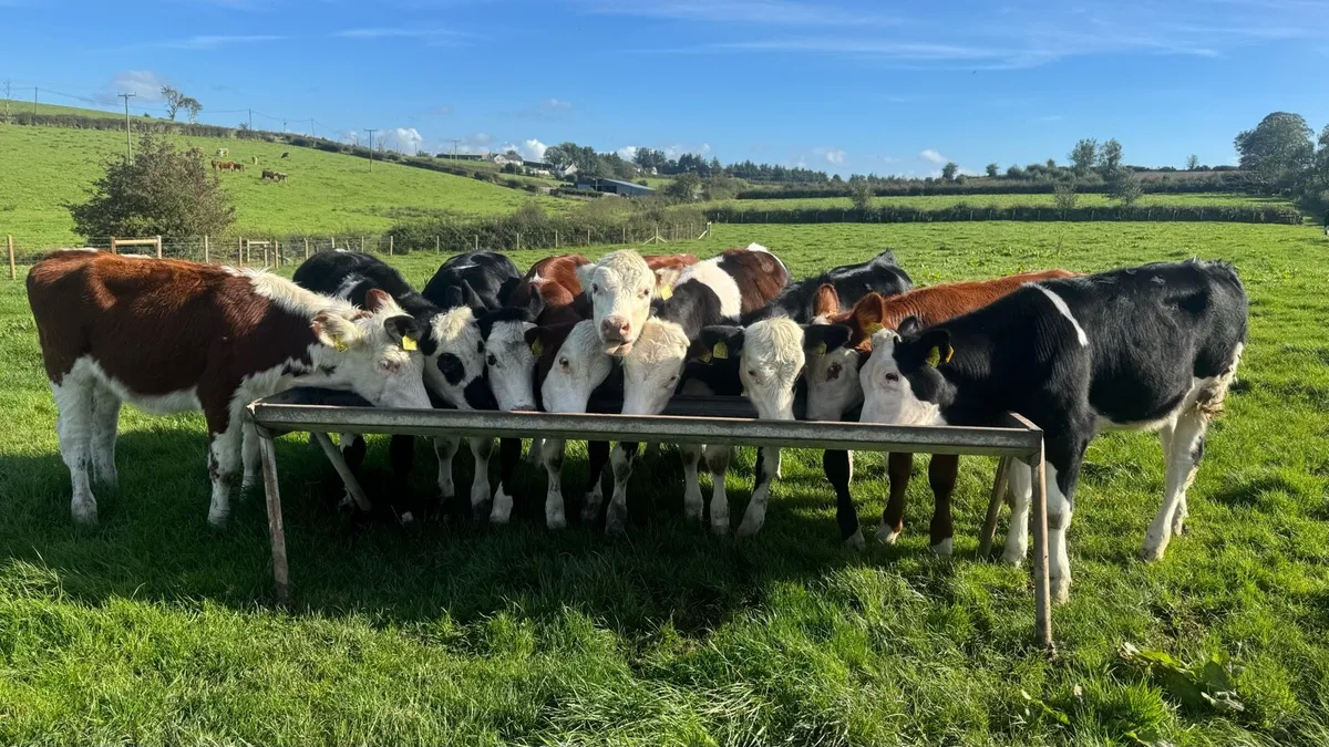 Hereford & Simmental Heifers - Image 1