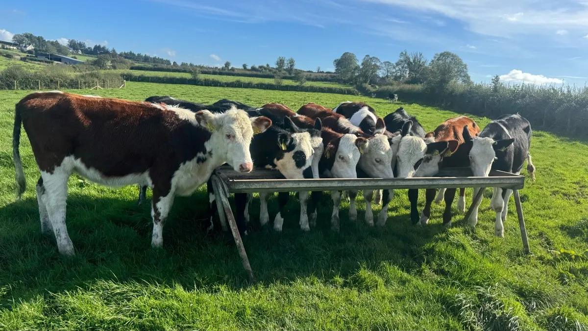 Hereford & Simmental Heifers - Image 2