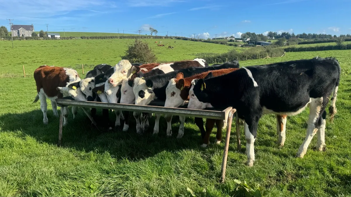 Hereford & Simmental Heifers - Image 3