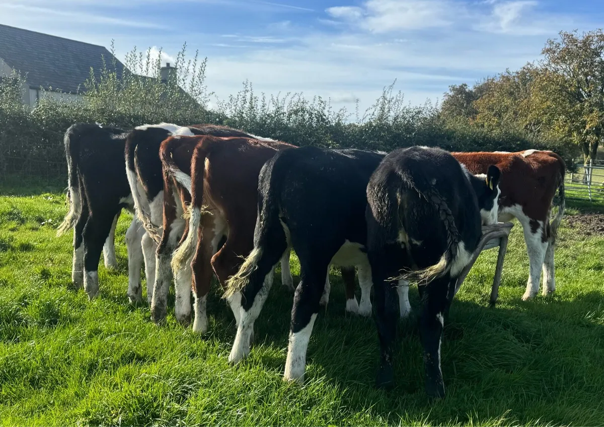 Hereford & Simmental Heifers - Image 4