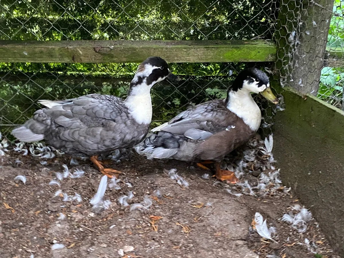 Blue bibbed call ducks - Image 1