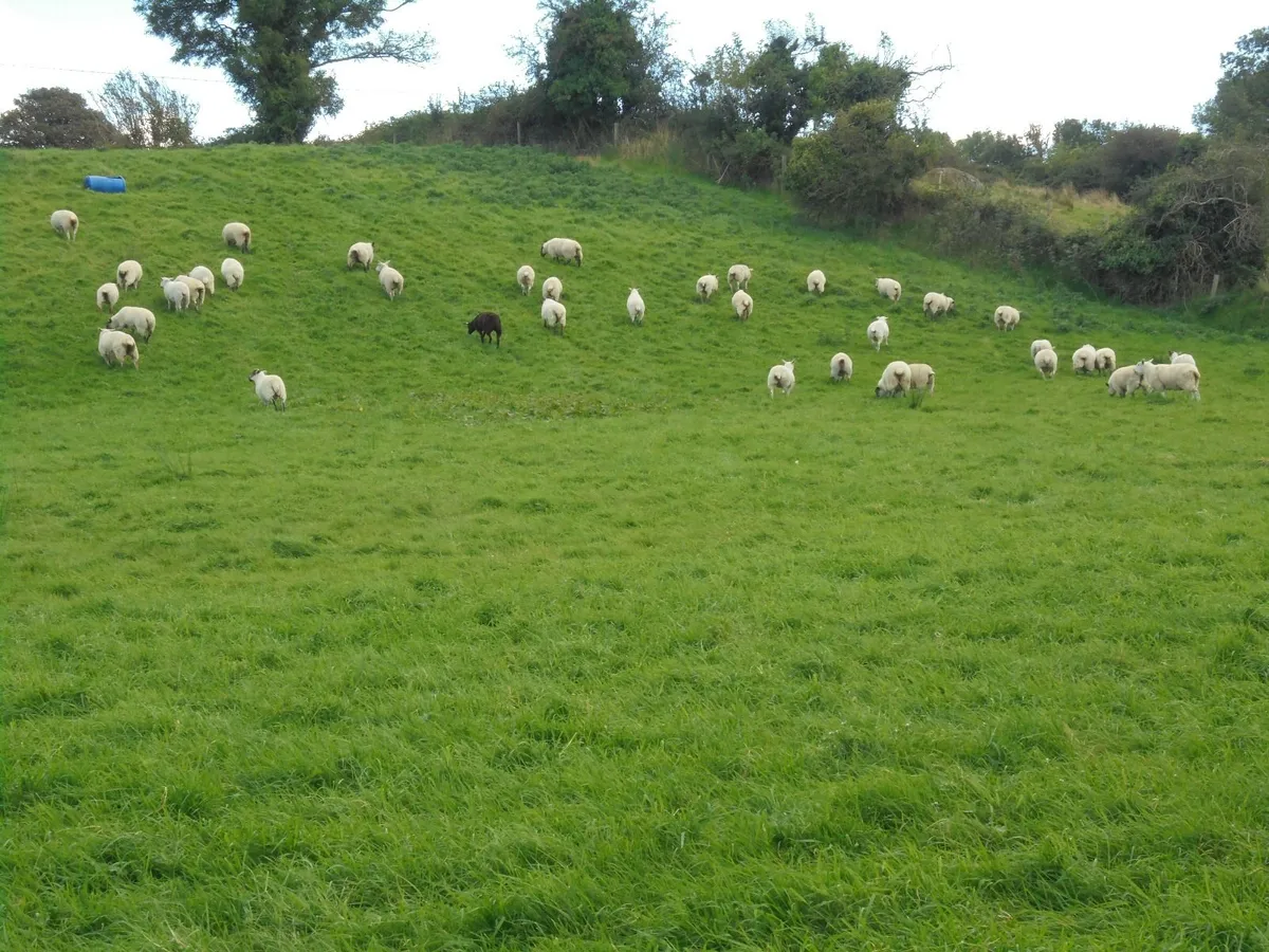 Hoggets - Image 2