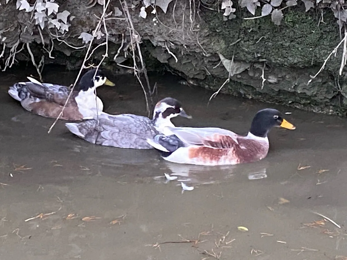 Blue bibbed call ducks - Image 3