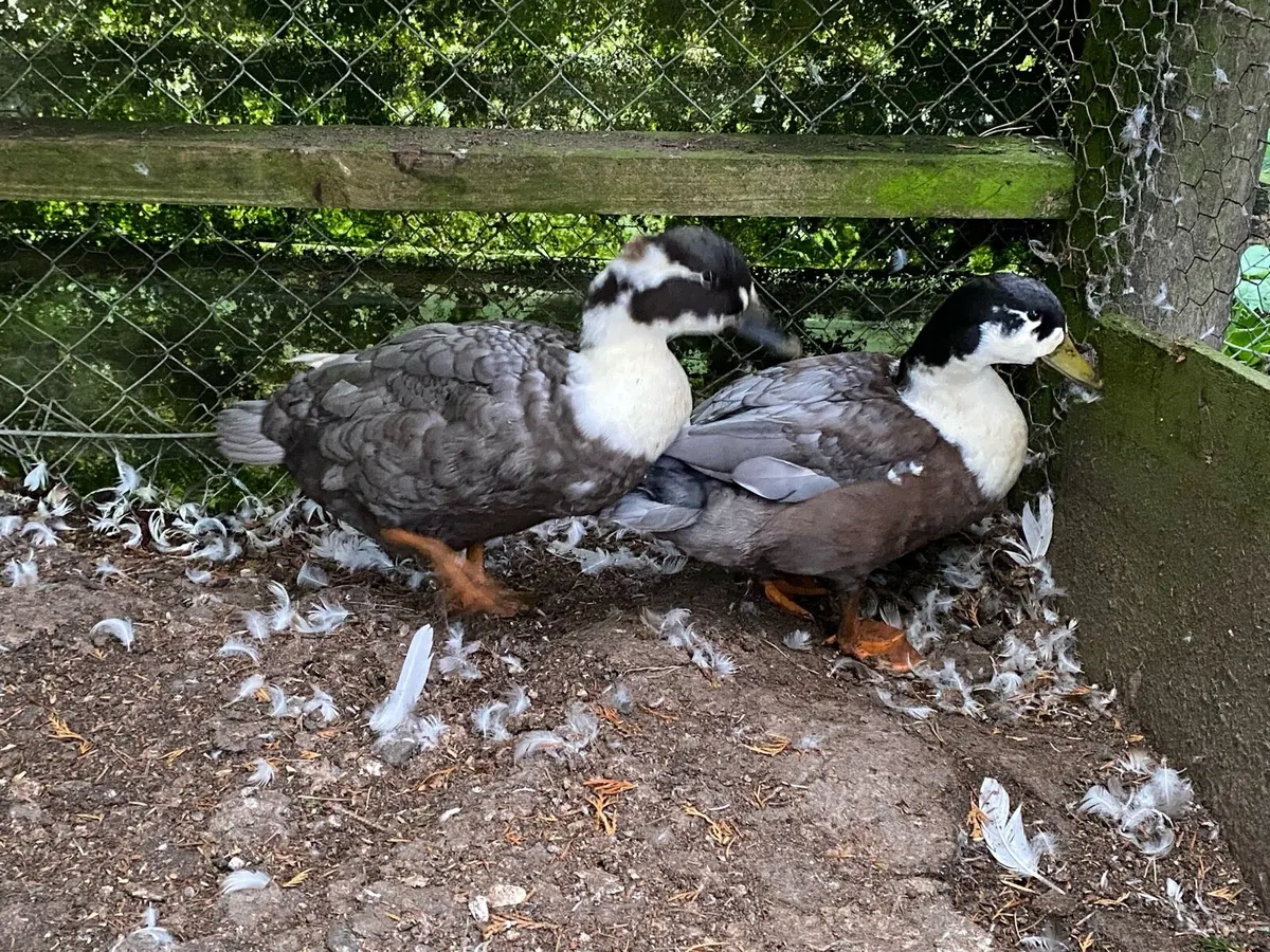 Blue bibbed call ducks - Image 2