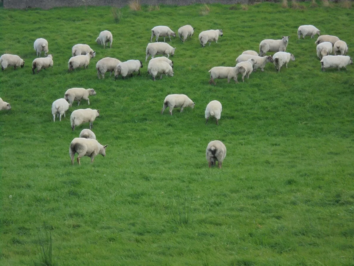 Hoggets - Image 3