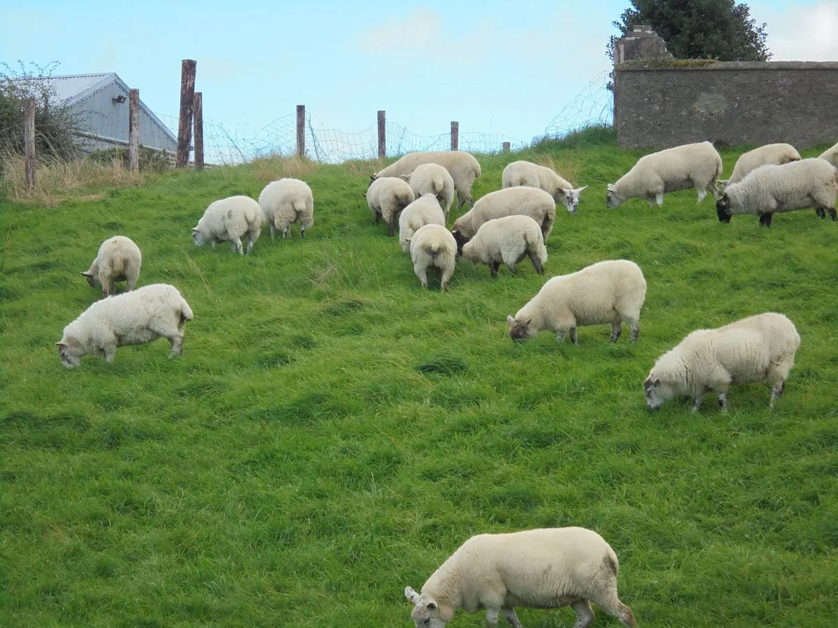 Hoggets - Image 4