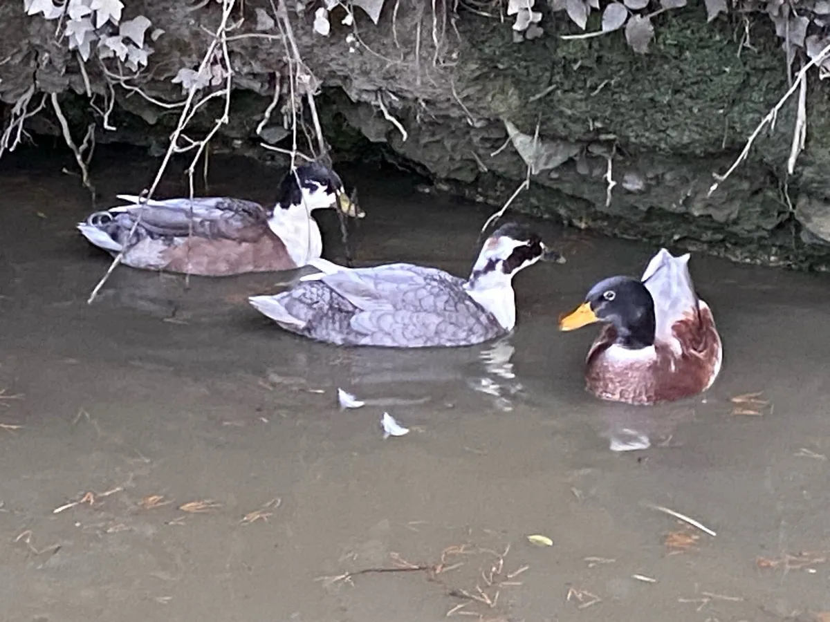 Blue bibbed call ducks - Image 4