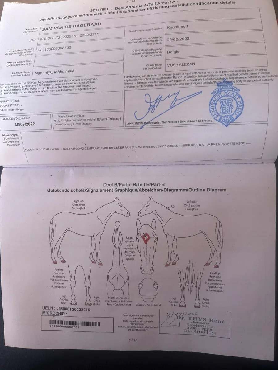 Belgian draft gelding - Image 2
