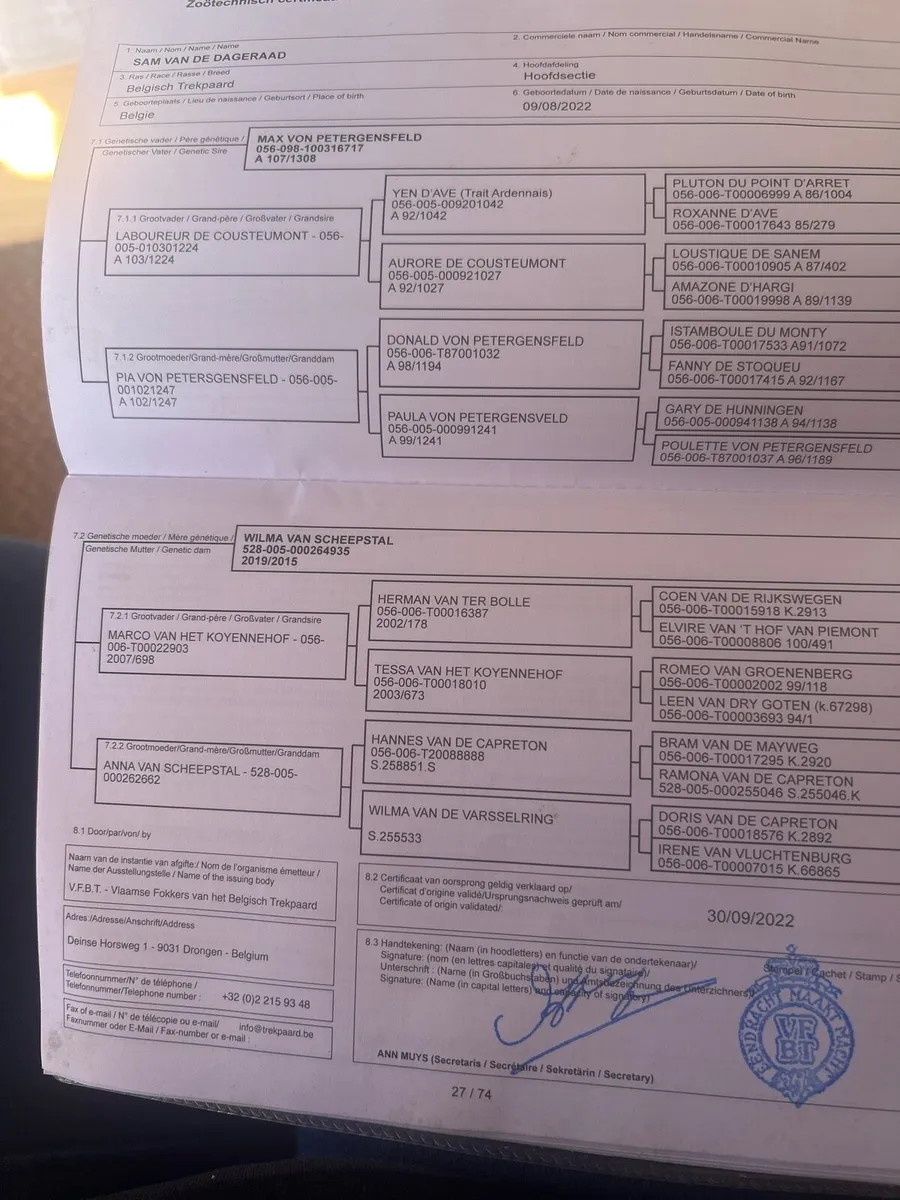 Belgian draft gelding - Image 3