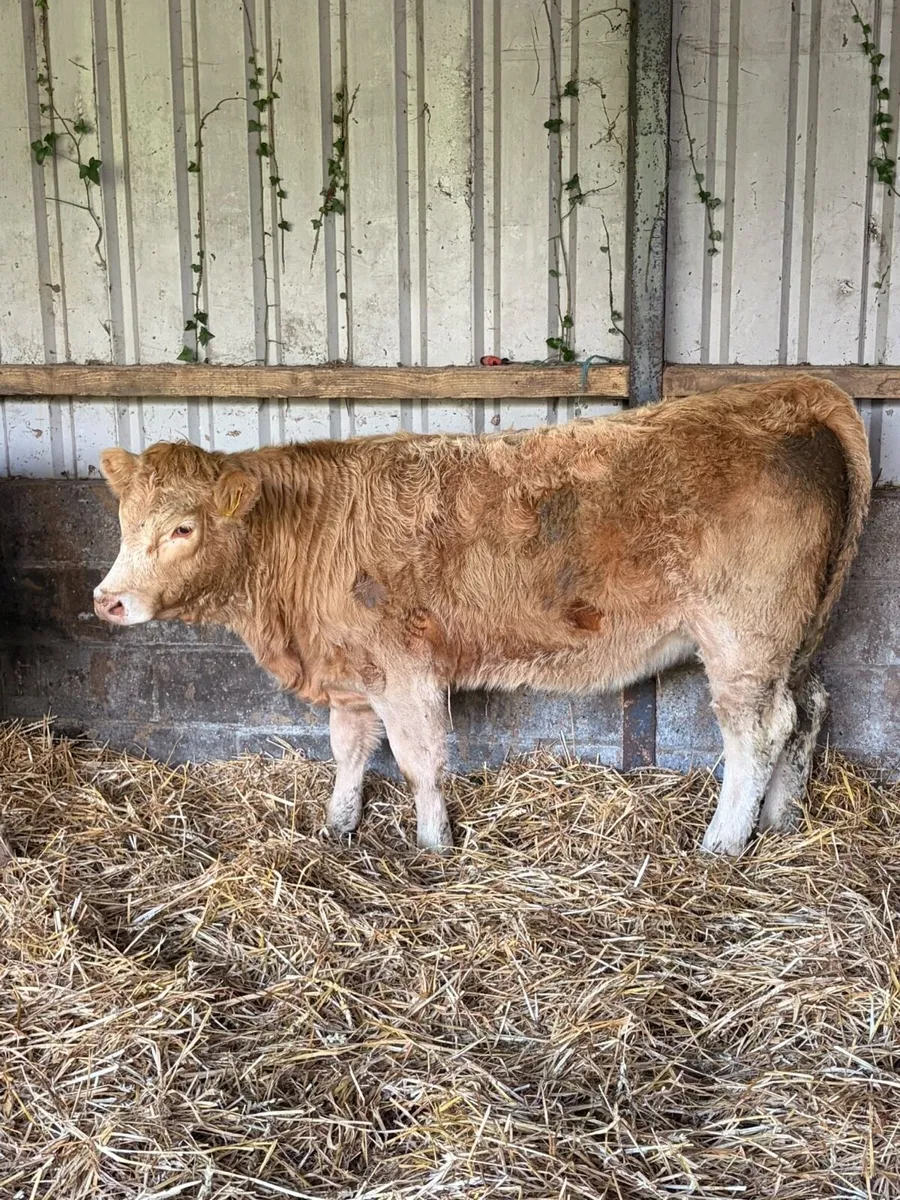 3 Smashing CHX heifers - Image 4