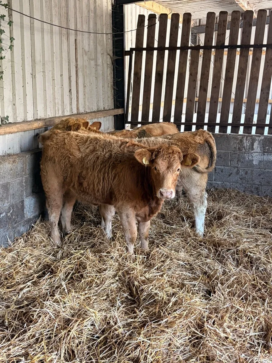 3 Smashing CHX heifers - Image 1