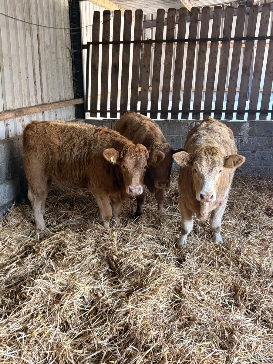 3 Smashing CHX heifers - Image 2