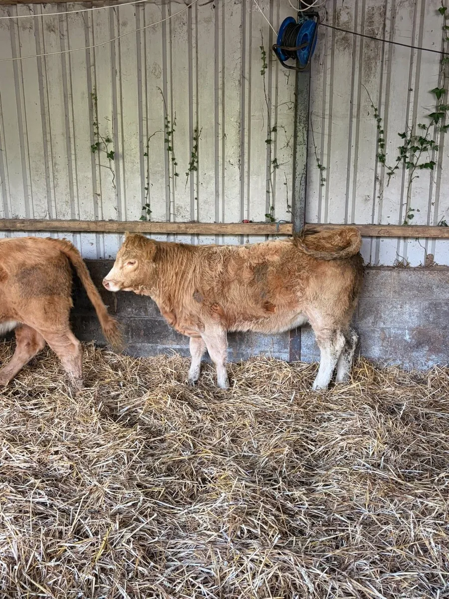 3 Smashing CHX heifers - Image 3