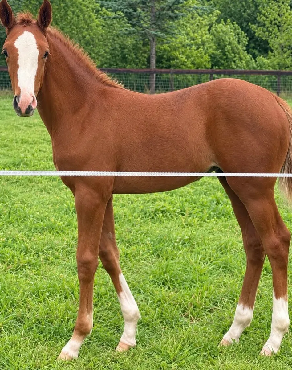 Candy de Nanteul x Pacino filly foal - Image 3
