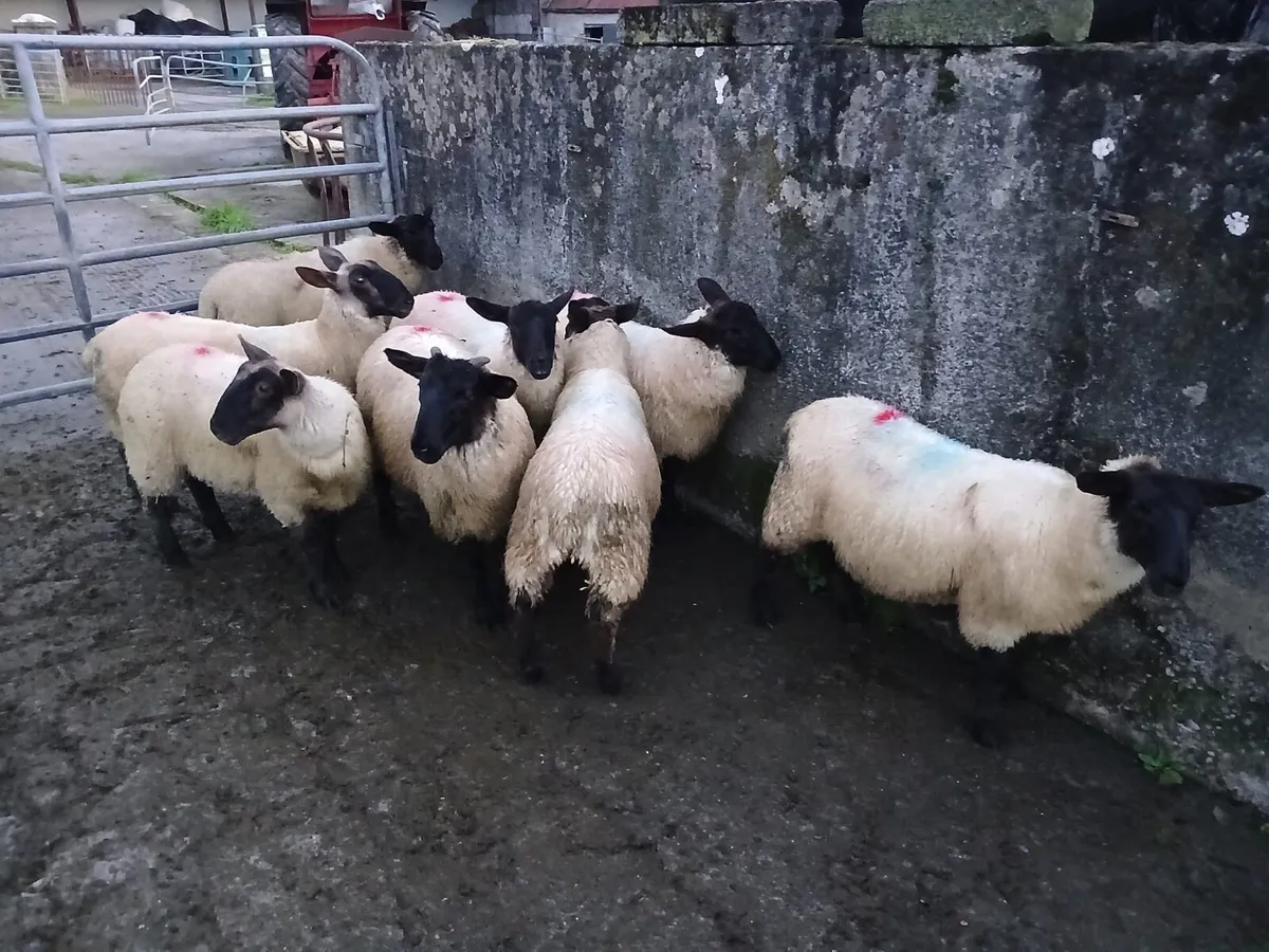 Suffolk X Store lambs - Image 1