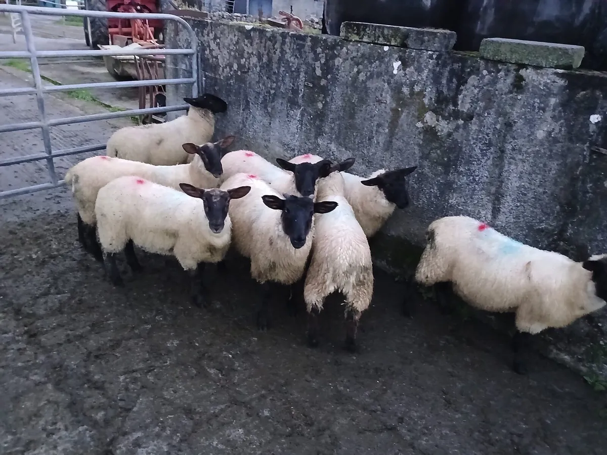 Suffolk X Store lambs - Image 2