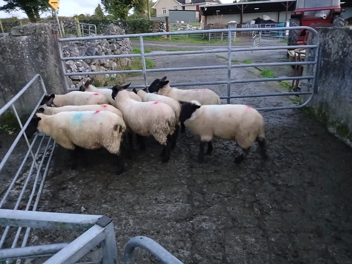 Suffolk X Store lambs - Image 3