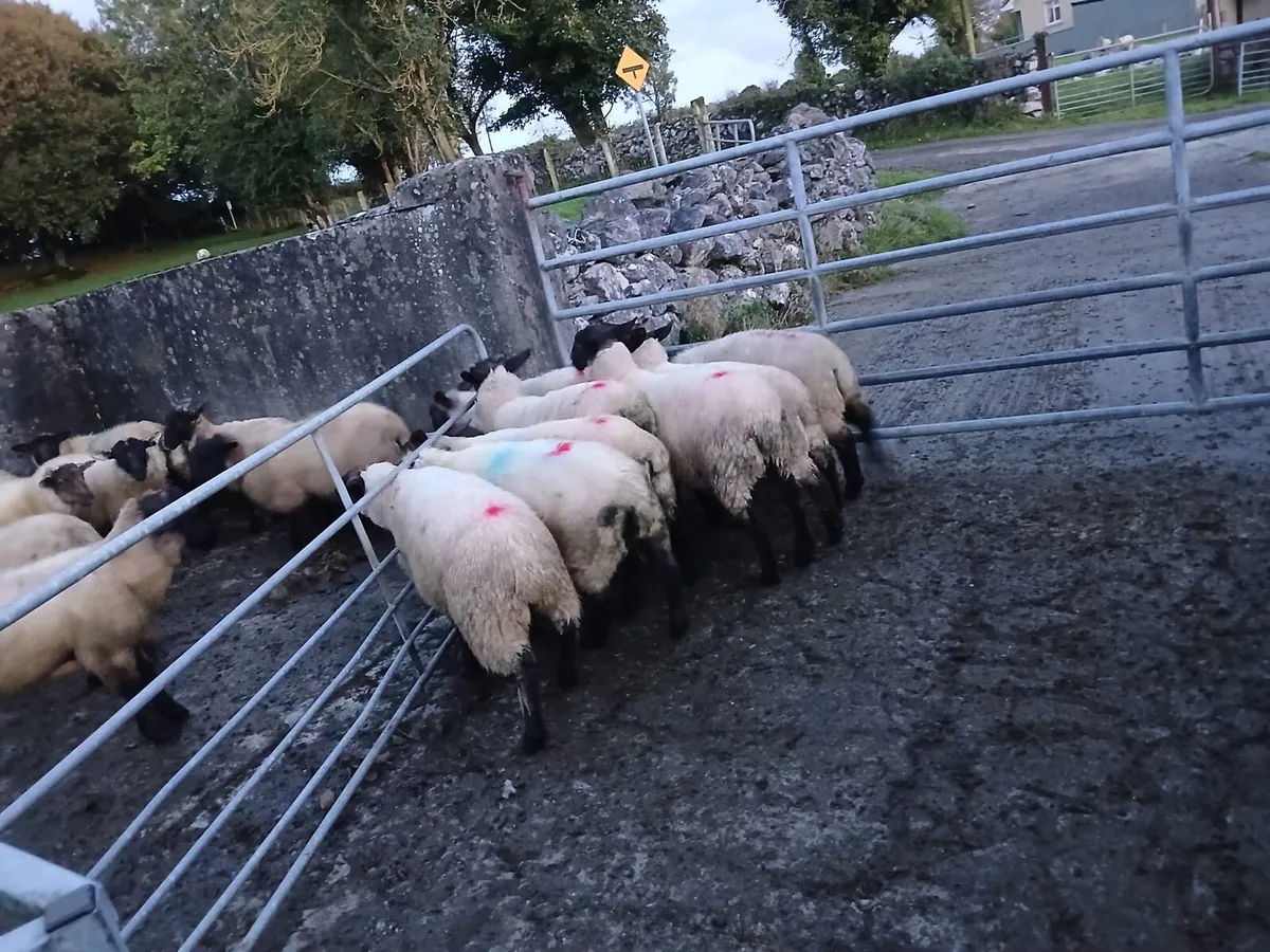 Suffolk X Store lambs - Image 4