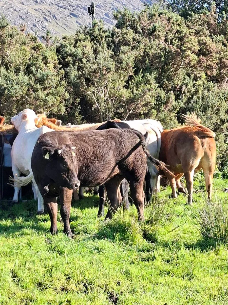 Incalf heiffers - Image 4