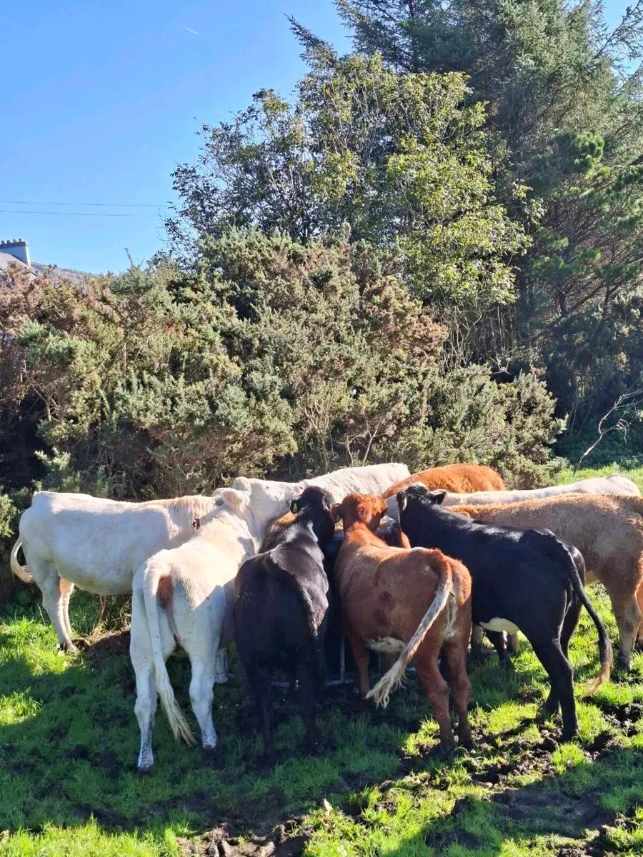 Incalf heiffers - Image 1