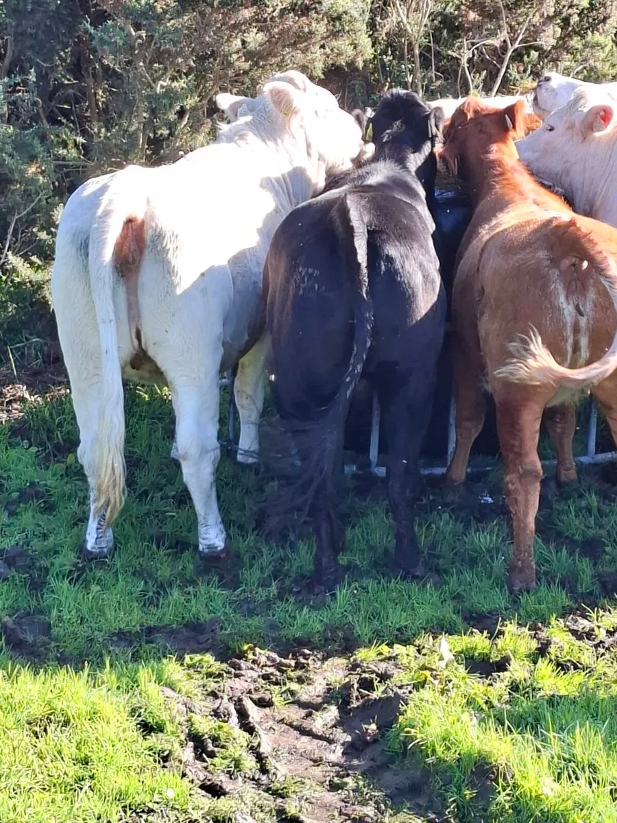 Incalf heiffers - Image 2