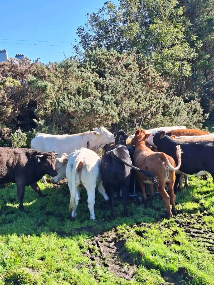 Incalf heiffers - Image 3